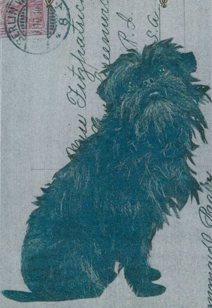 Affenpinscher (black)